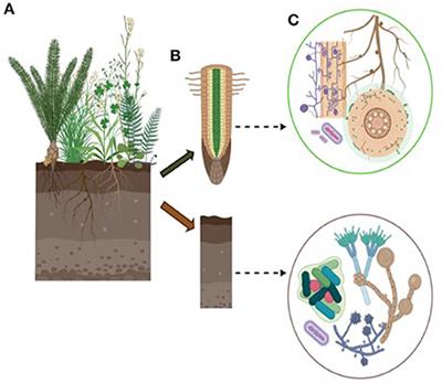 Do Bioinoculants Affect Resident Microbial Communities? A Meta-Analysis